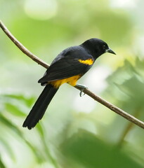 St. Lucia Oriole photo 4