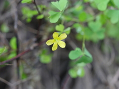 Oxalis rubens