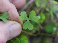 Oxalis rubens