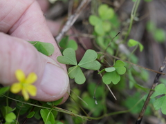 Oxalis rubens