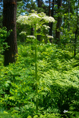 Pleurospermum uralense