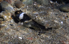 Clinocottus globiceps