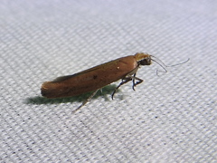Ypsolopha unicipunctella