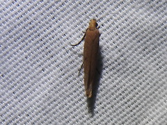 Ypsolopha unicipunctella