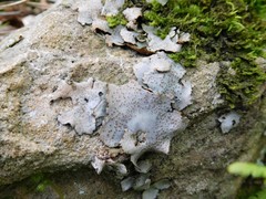 Dermatocarpon miniatum