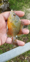 Lepomis marginatus
