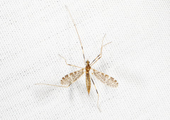 Erioptera caliptera