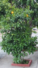 Citrus hystrix