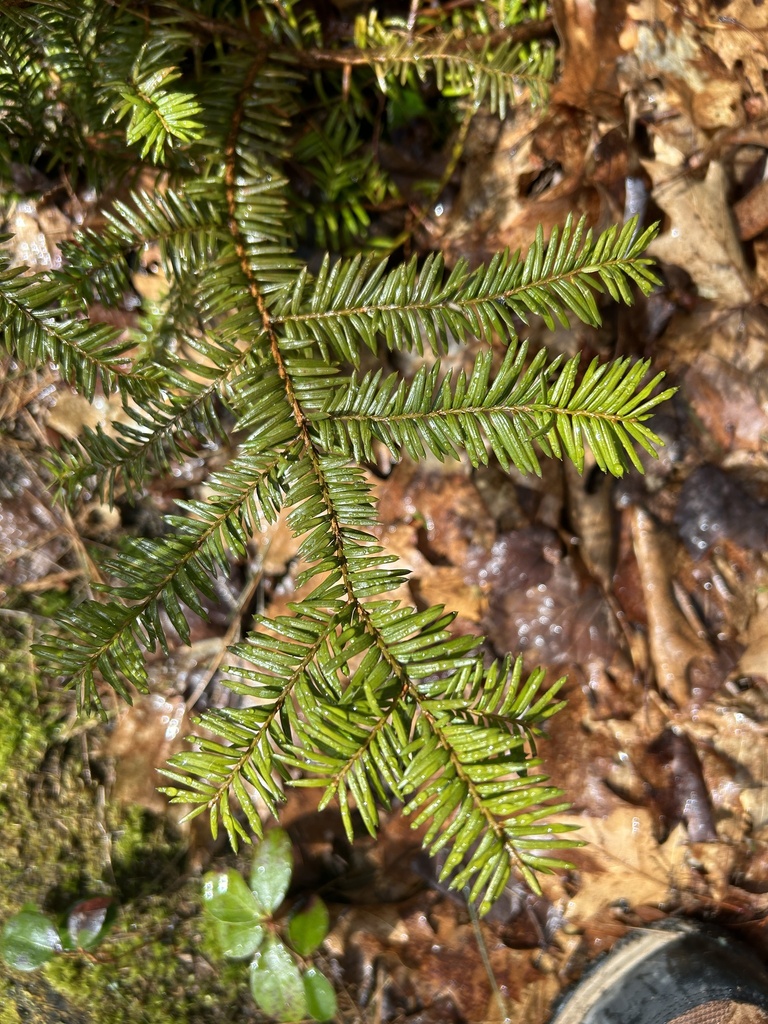 Canada yew from Chippewa County, MI, USA on April 20, 2024 at 11:15 AM ...