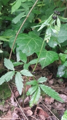 Cardamine bulbifera