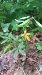 Cardamine bulbifera