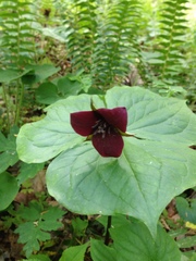 Trillium sulcatum