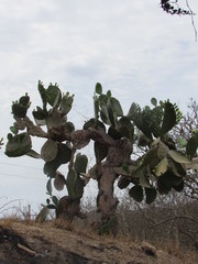 Opuntia bravoana