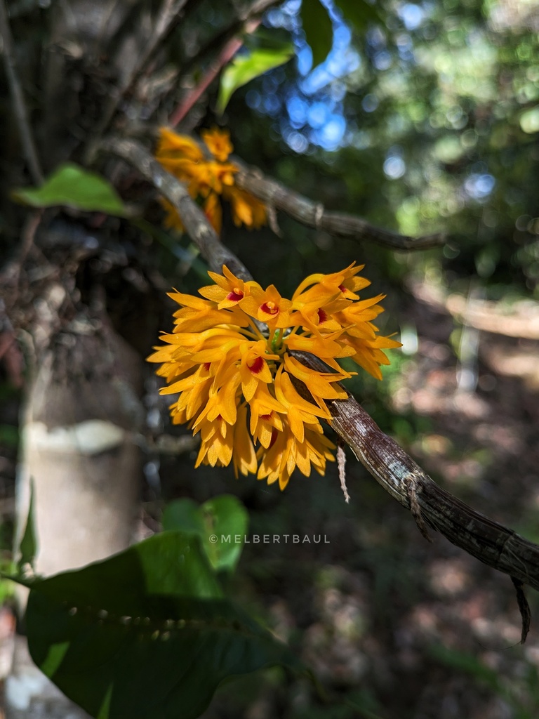 Dendrobium tiongii Cootes