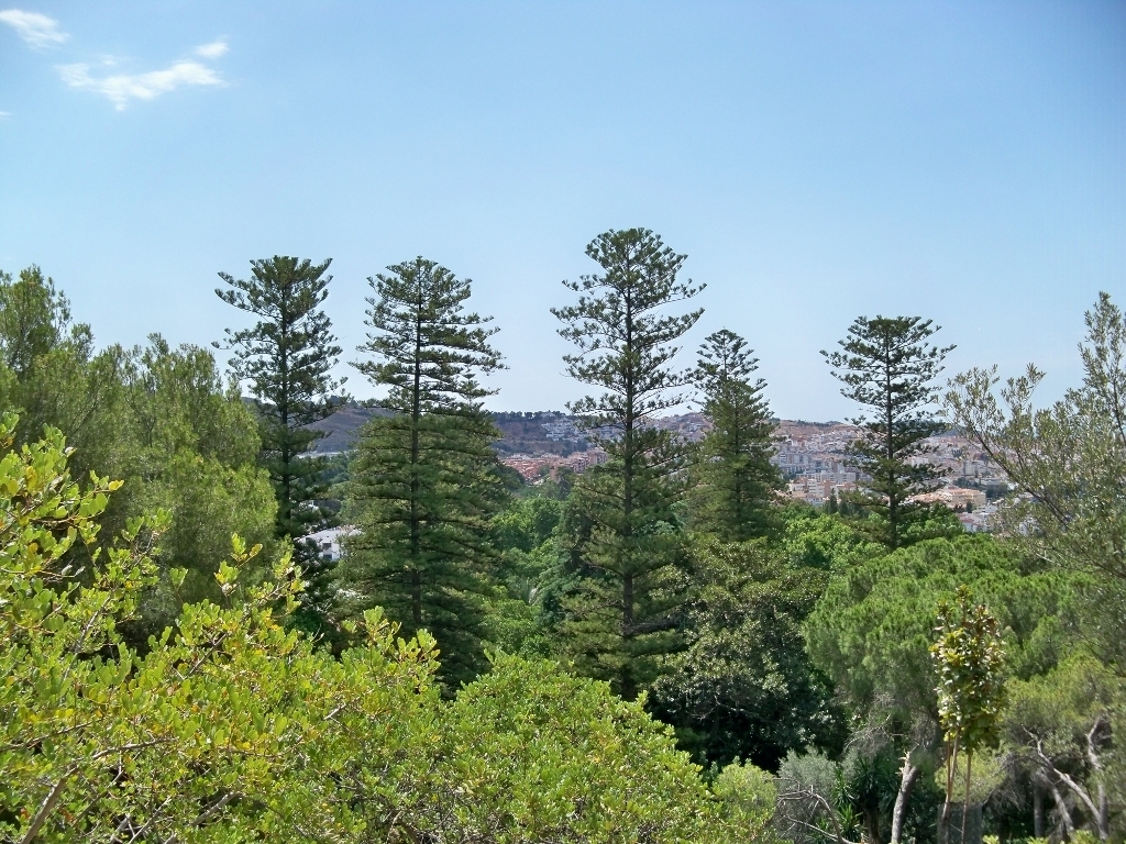 La araucaria más alta de la provincia