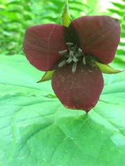 Trillium sulcatum