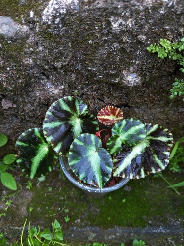 Begcleo (Begonia cleopatrae)