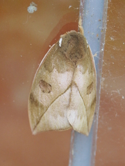 Automeris zugana