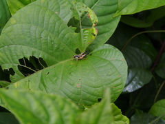 Rhachicreagra nothra