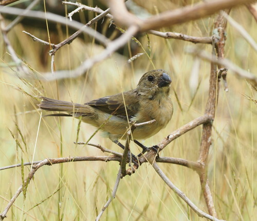 Wing-barred Seedeater (Sporophila americana), photo 4