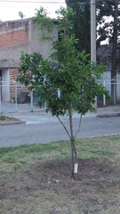 Quercus