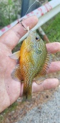 Lepomis marginatus