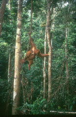 Pongo abelii