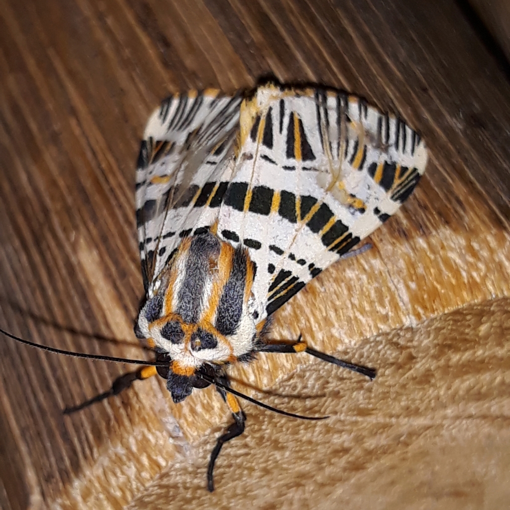 Isia intricata