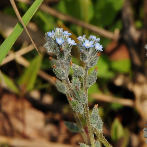 Smiltyninė neužmirštuolė nuotrauka