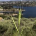 Brachypodium distachyon - Photo (c) nathantay, algunos derechos reservados (CC BY-NC)