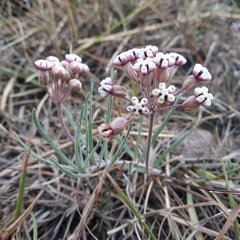 Asclepias senecionifolia