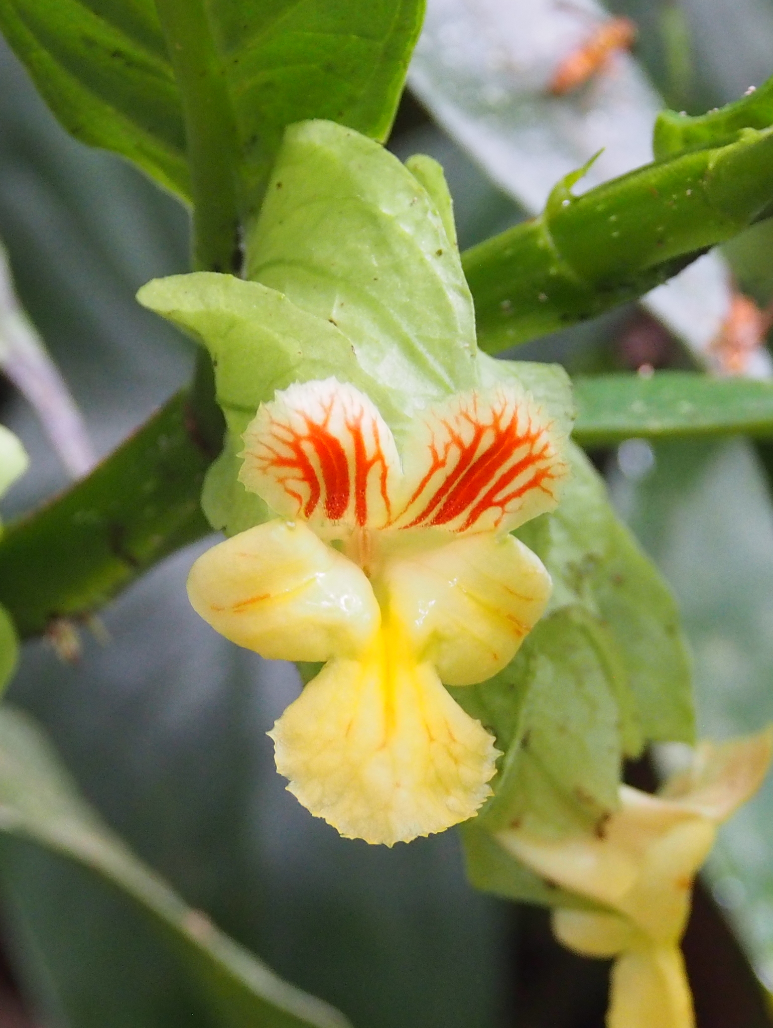 Drymonia submarginalis