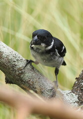 Wing-Barred Seedeater photo 2