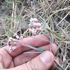 Asclepias senecionifolia