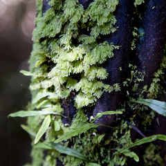 Catharomnion ciliatum