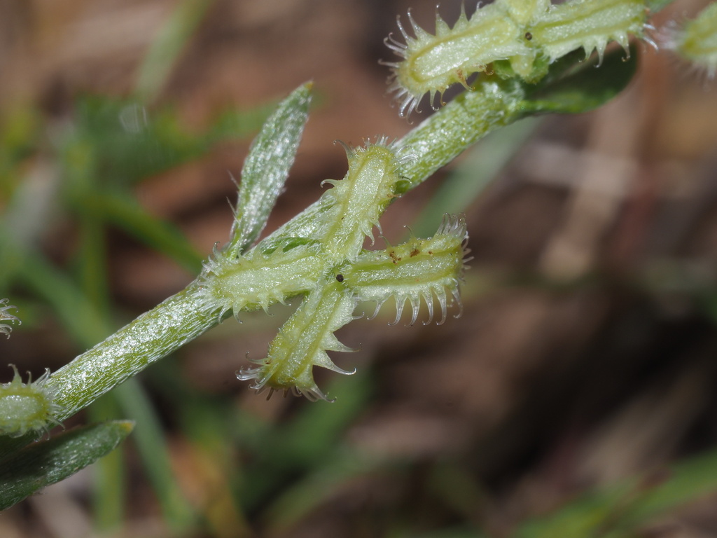 sagebrush combseed (Pectocarya linearis) - Botanical Realm