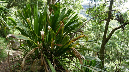 Doryanthes palmeri