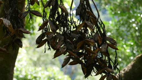 Doryanthes palmeri