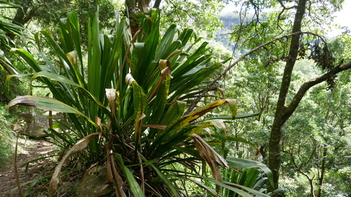 Doryanthes palmeri