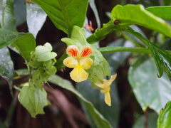 Drymonia submarginalis