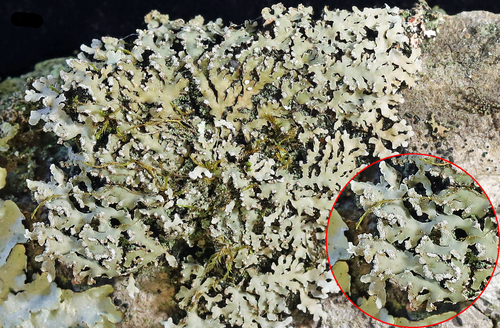 Physconia leucoleiptes