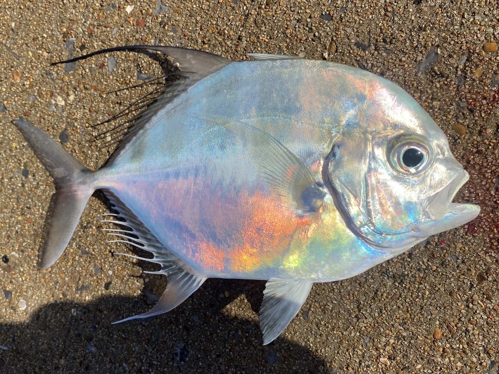 Bultneus-trevally (Carangoides hedlandensis) — Carangidae