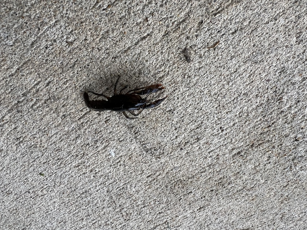 Jackson Prairie Crayfish