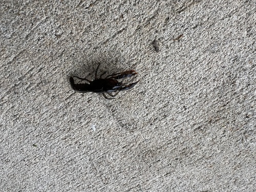 Jackson Prairie Crayfish