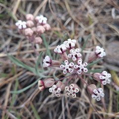 Asclepias senecionifolia