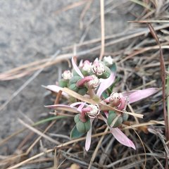 Euphorbia radians
