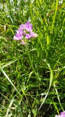 Lophioprason