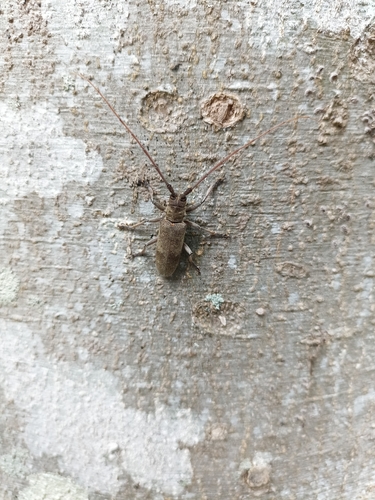 Living Beech Borer photo 5