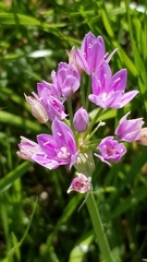 Lophioprason