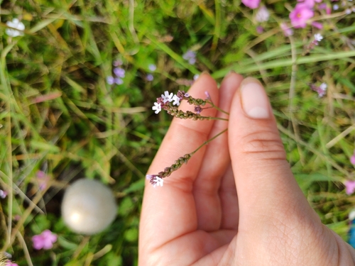 Image of Verbena montevidensis by (c) Agustina Medina, some rights reserved (CC BY)
